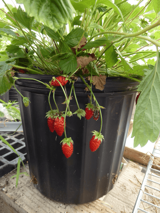  Bowlenzauber Alpine Strawberry