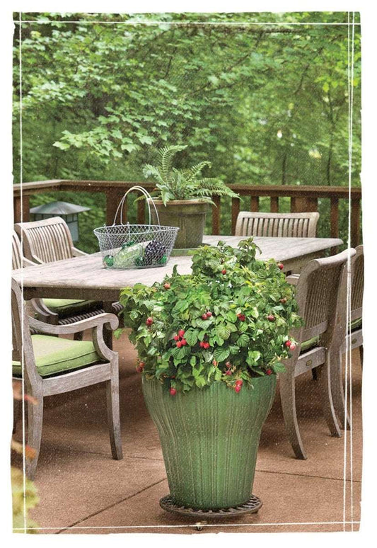  Bushel And Berry® Raspberry Shortcake® Raspberry