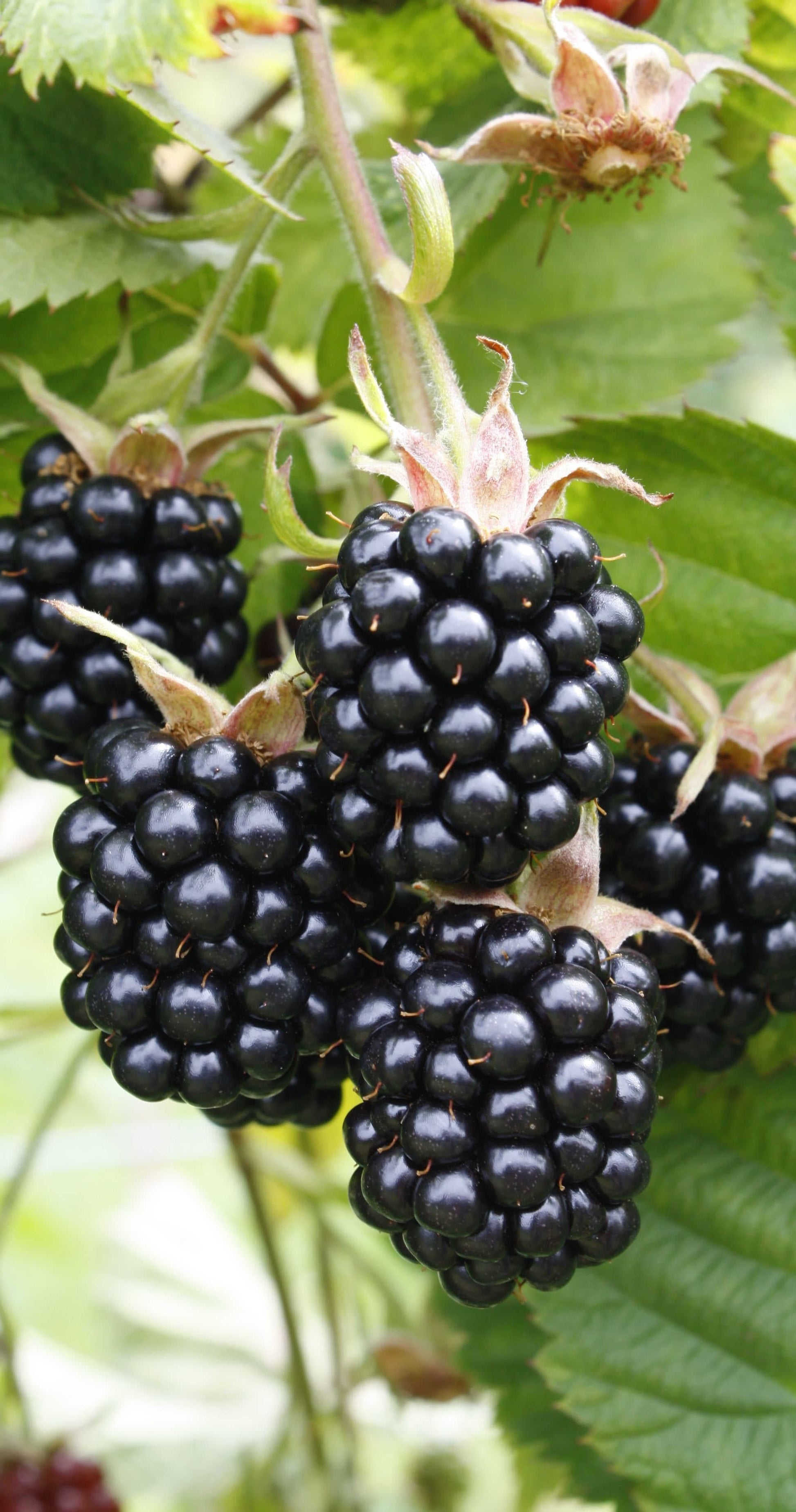  Chester Thornless Blackberry