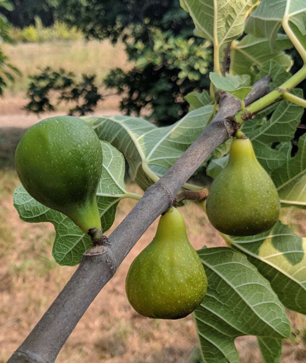  Desert King Fig