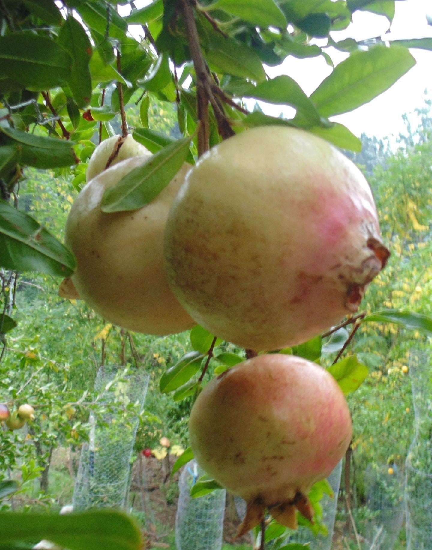  Azadi Pomegranate