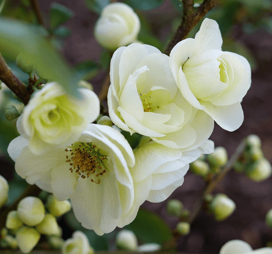  Double Take Eternal White™ Flowering Quince
