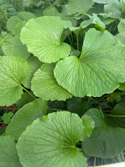  Wasabi
