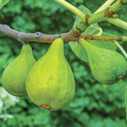  Lattarula Fig