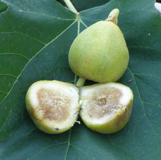  Mary Lane Fig
