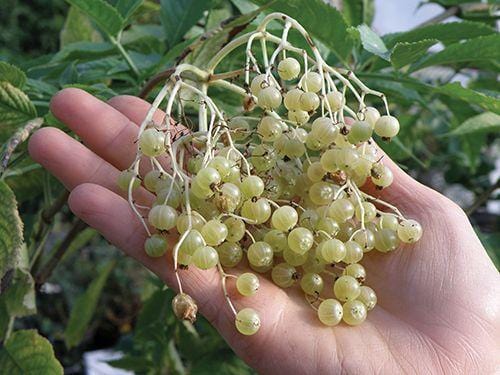  Goldbeere Elderberry