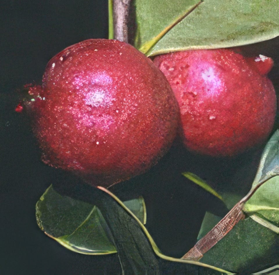  Chilean Guava