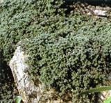  Woolly Thyme