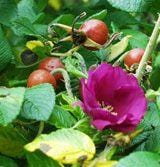  Scabrosa Rose