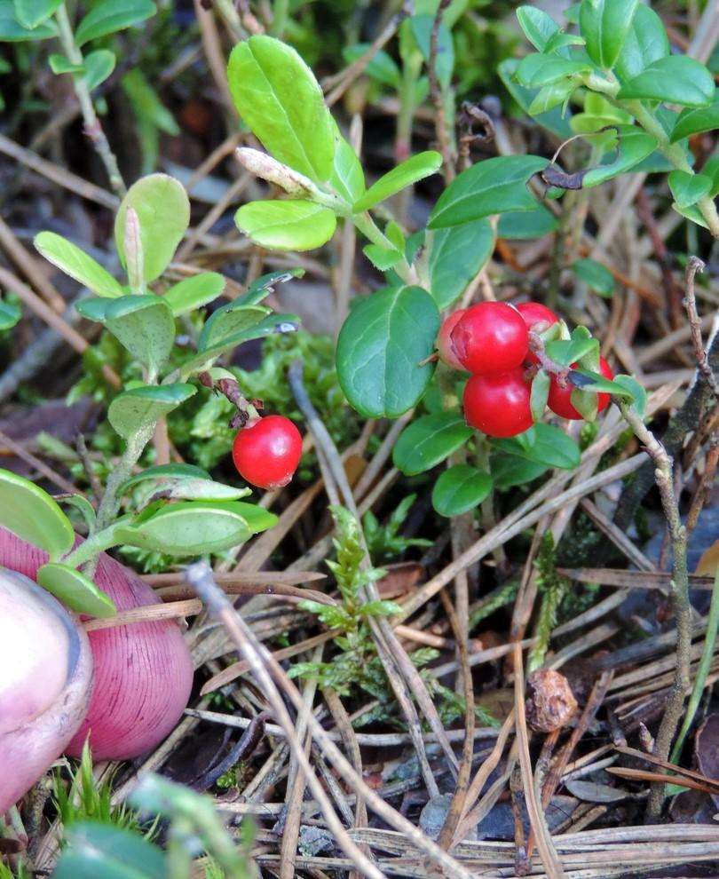  Ida Lingonberry