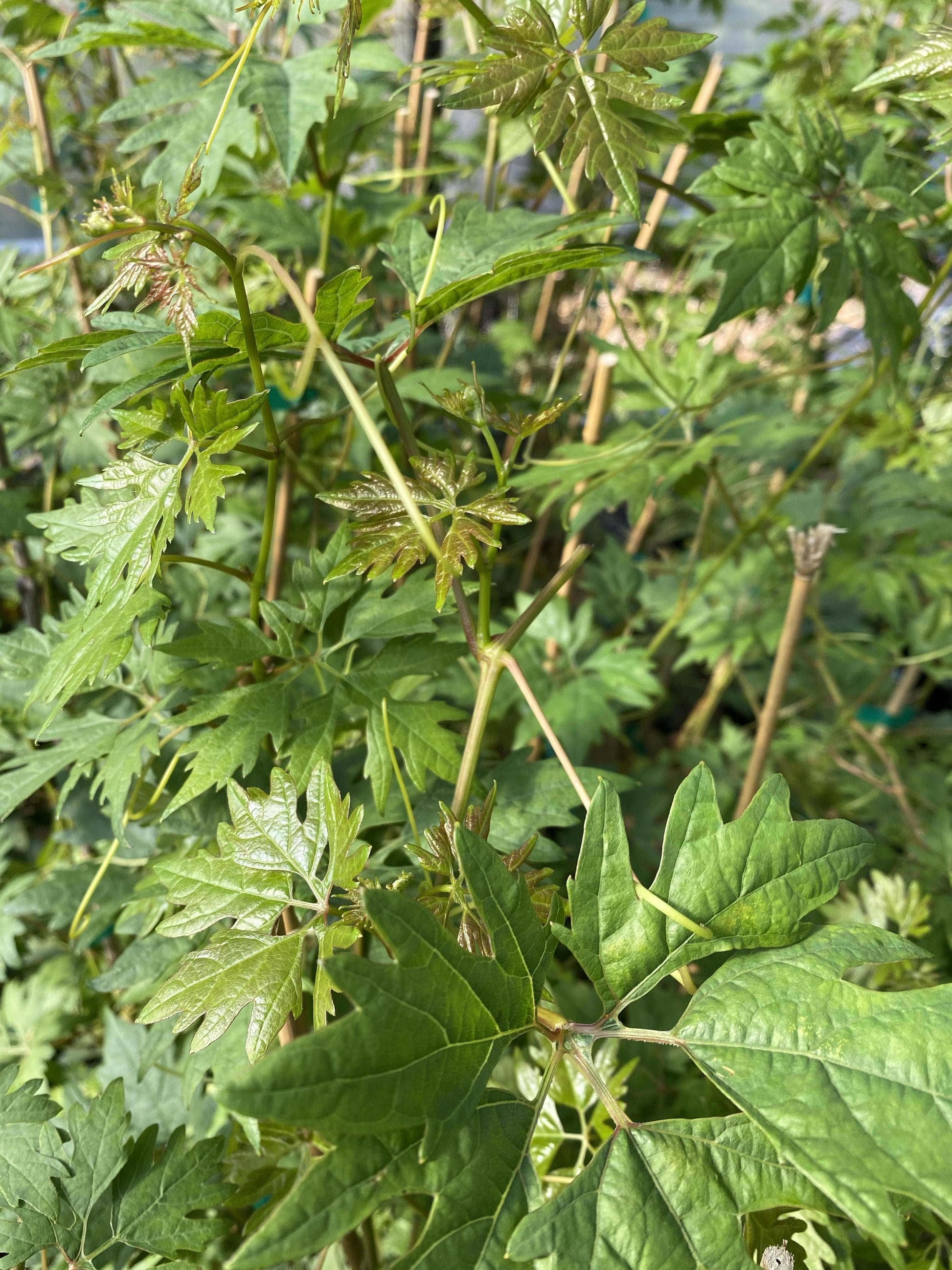  Sweet Lace Grape