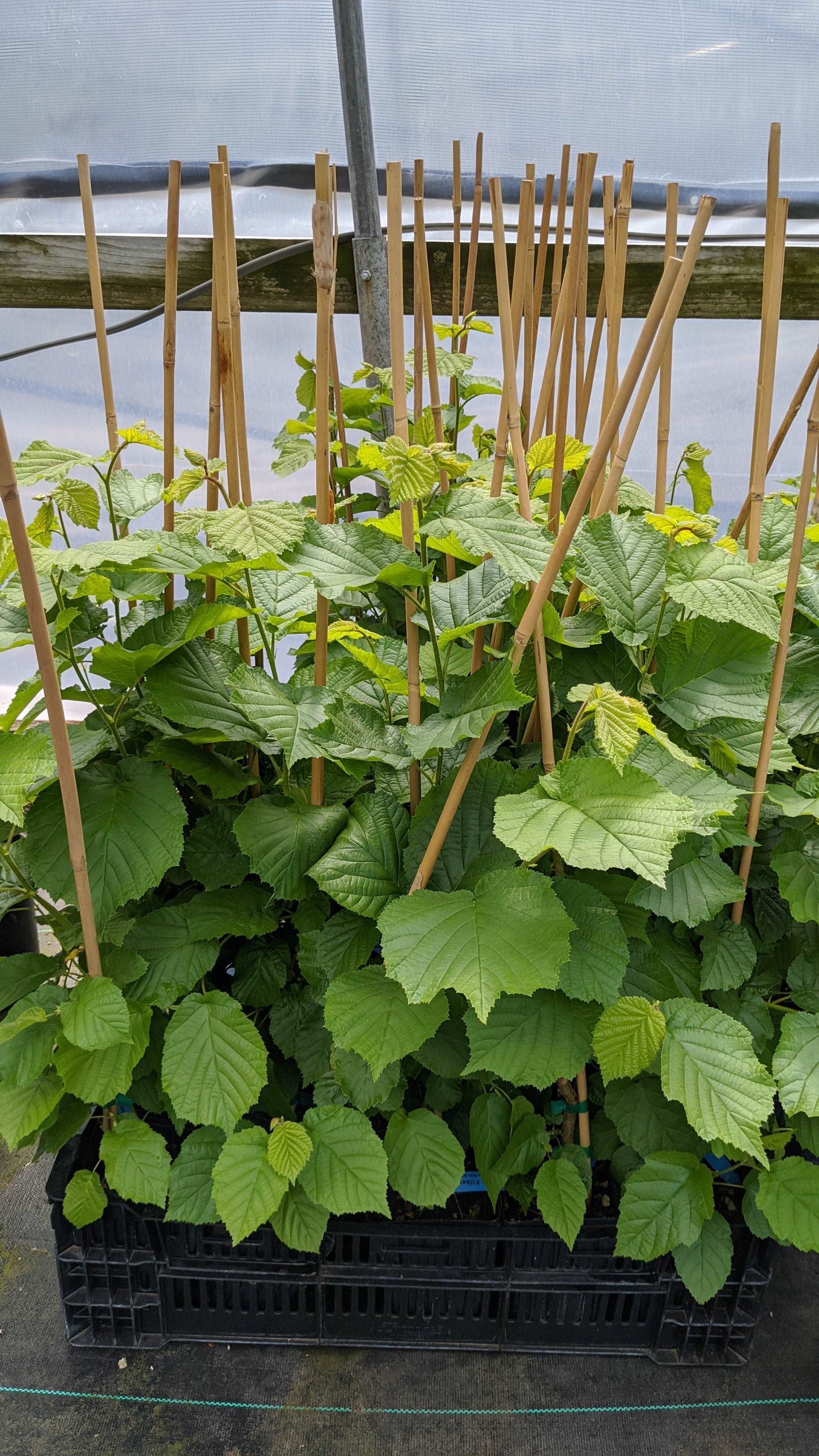  Wepster Filbert Hazelnut