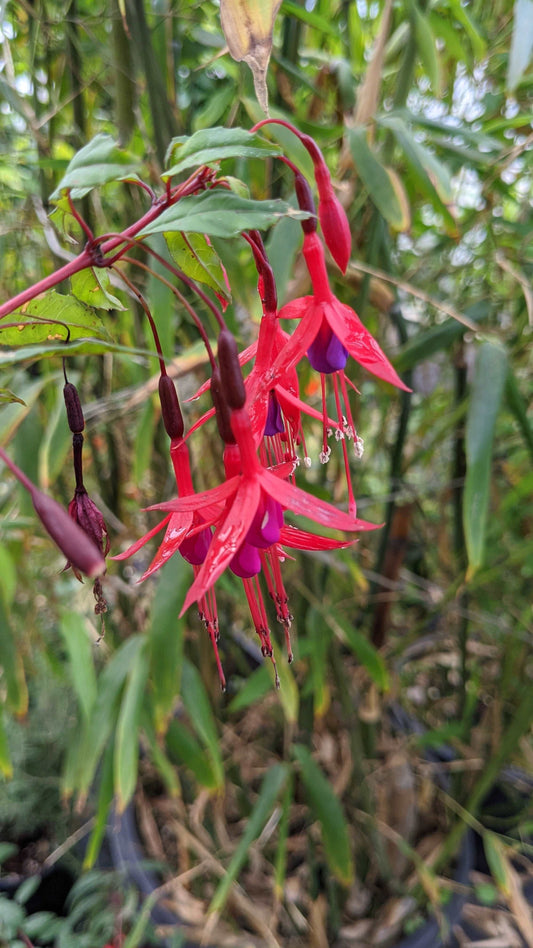  Chilean Fuchsia