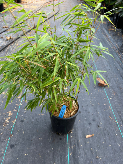  Fargesia Nitida Bamboo
