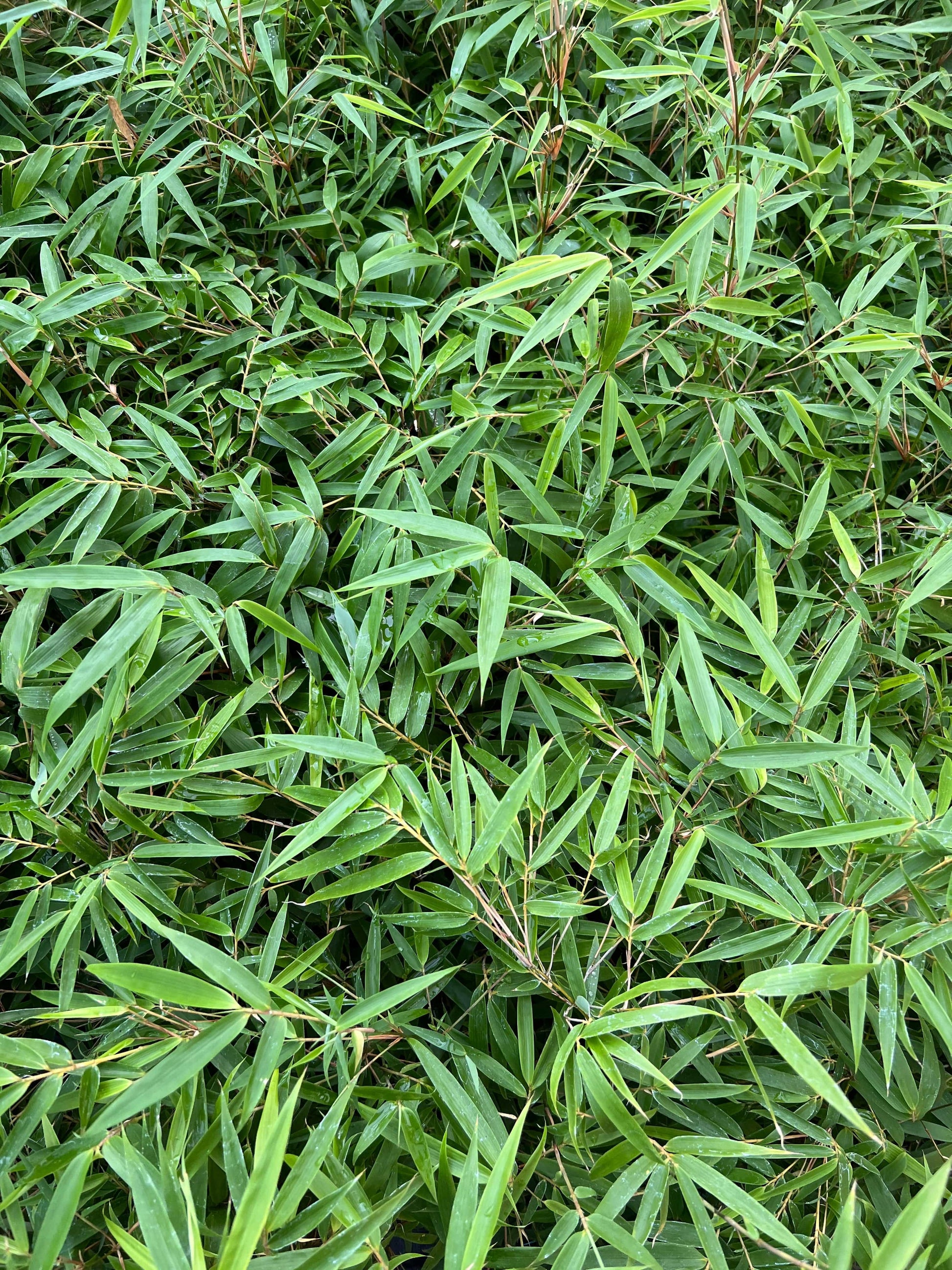  Fargesia Nitida Bamboo