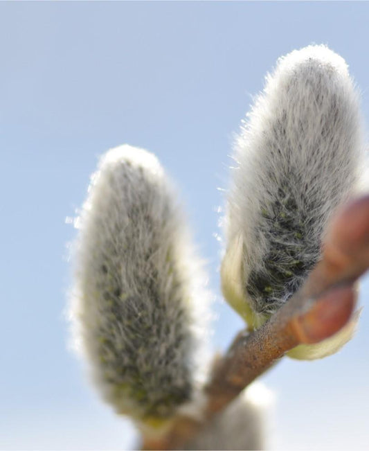  Japanese Pussywillow