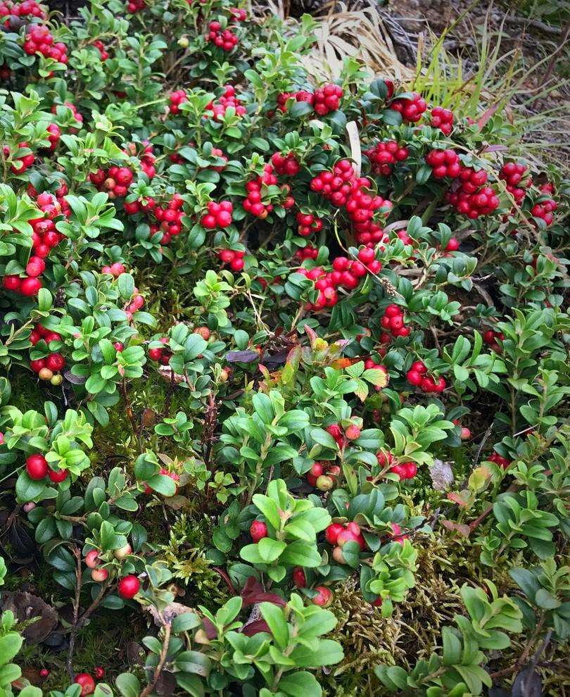  Koralle Lingonberry