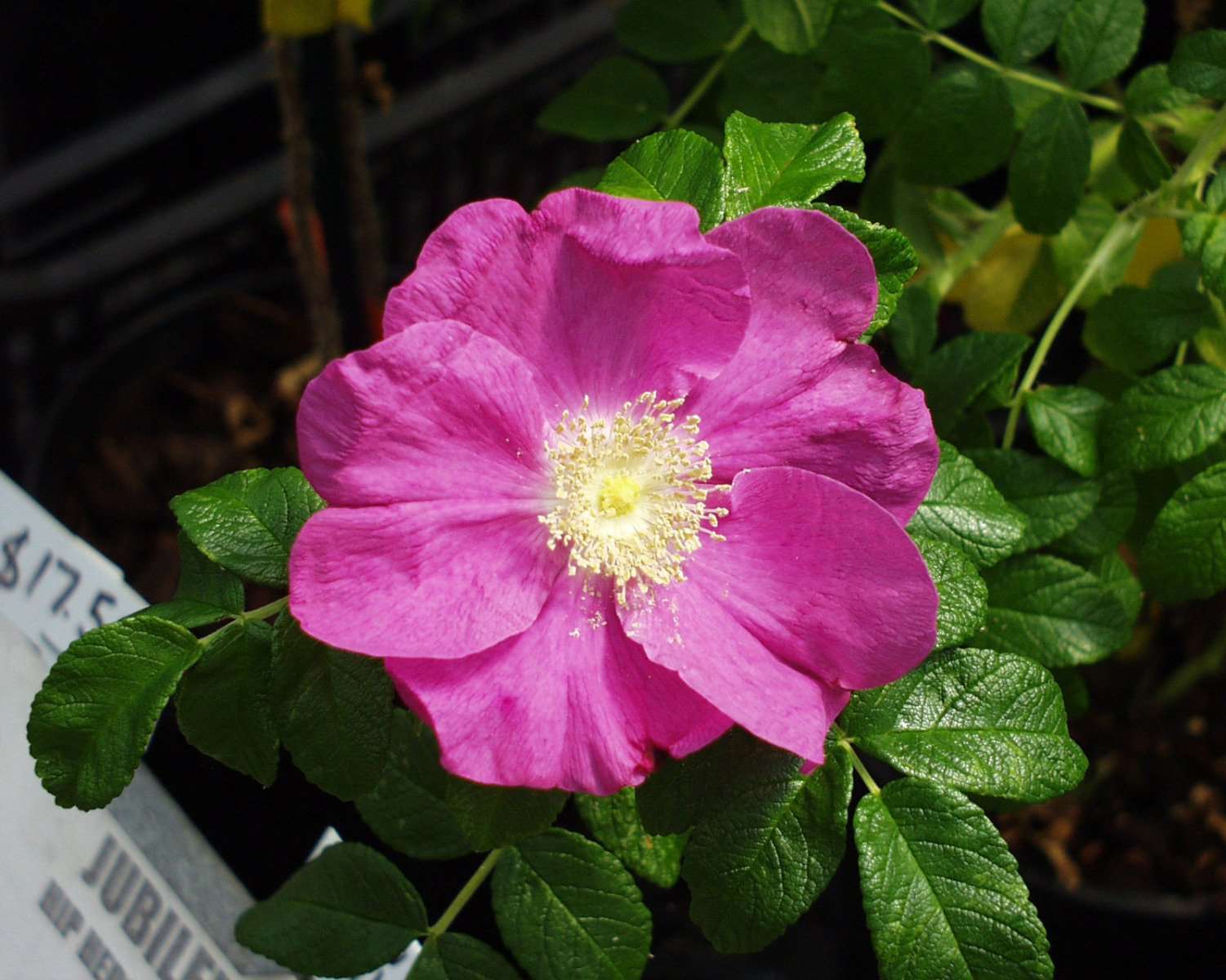  Jubilee Rosa Rugosa