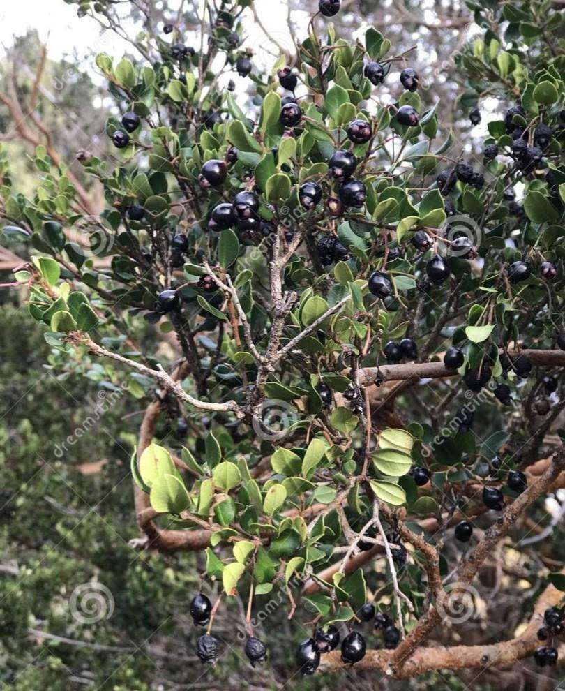  Luma (Chilean Myrtle Berry)