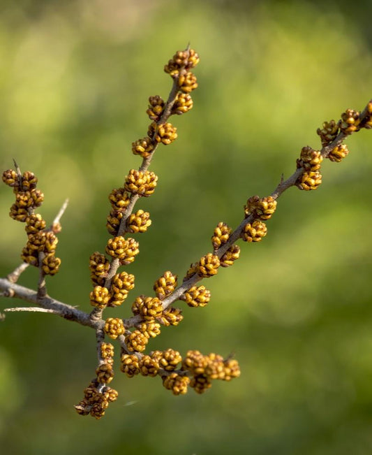  Male Seaberry