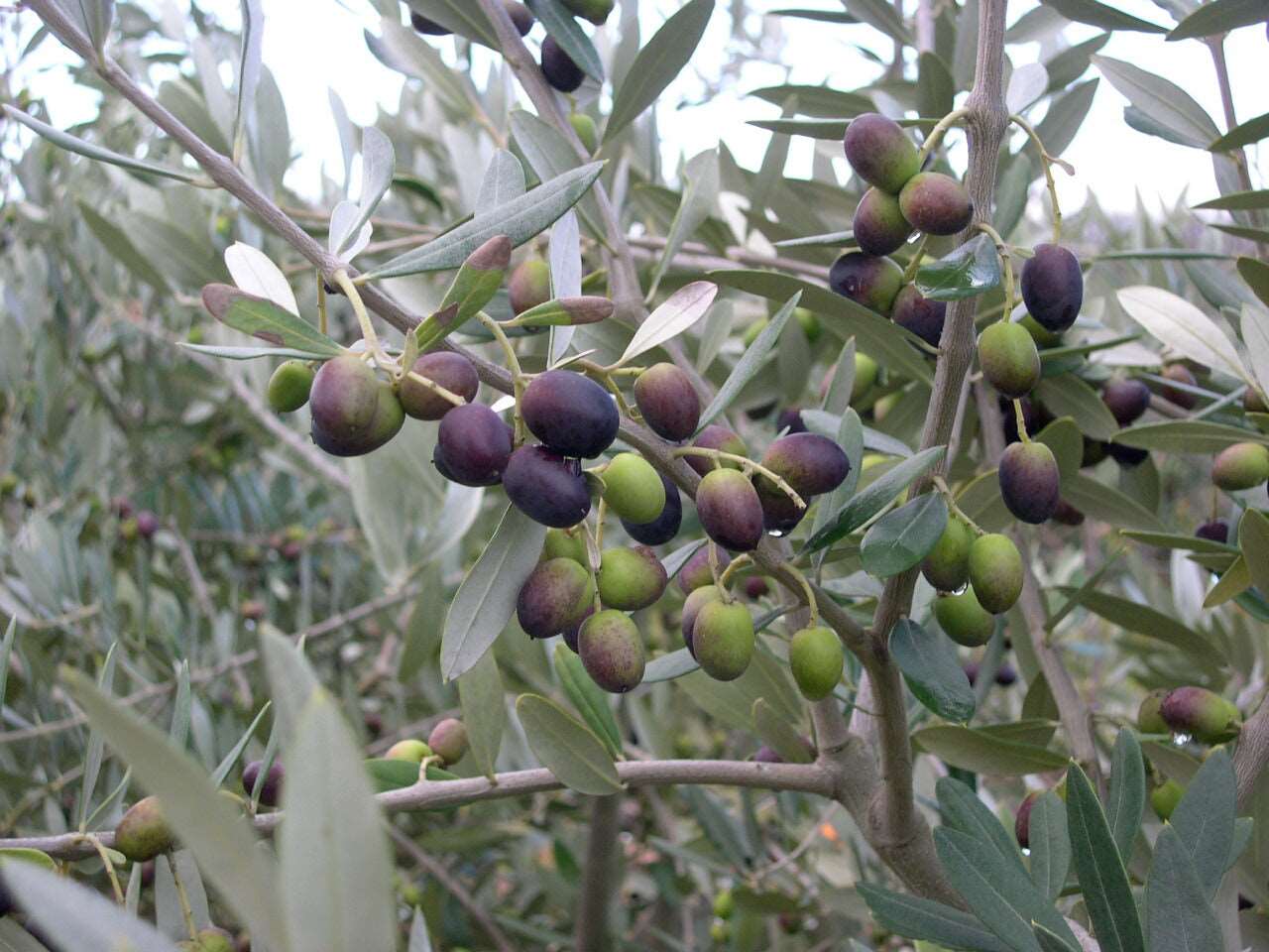  Leccino Olive