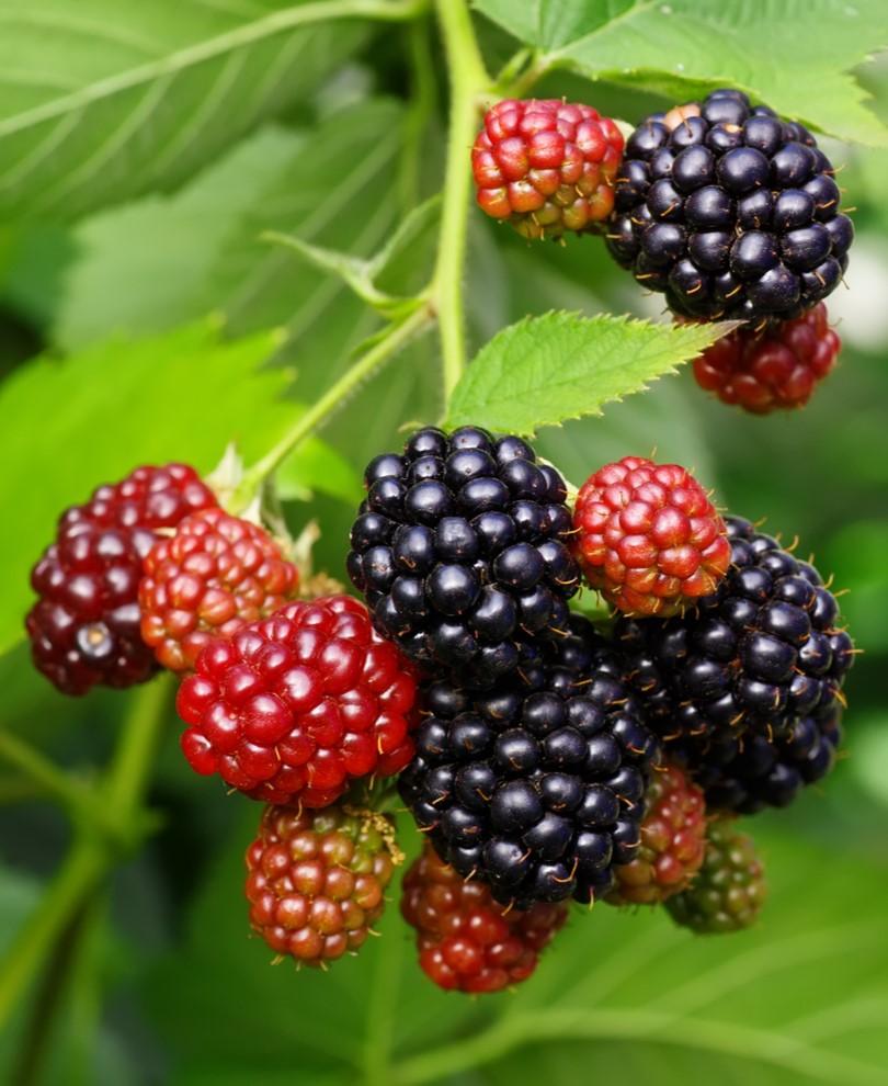  Osage Thornless Blackberry