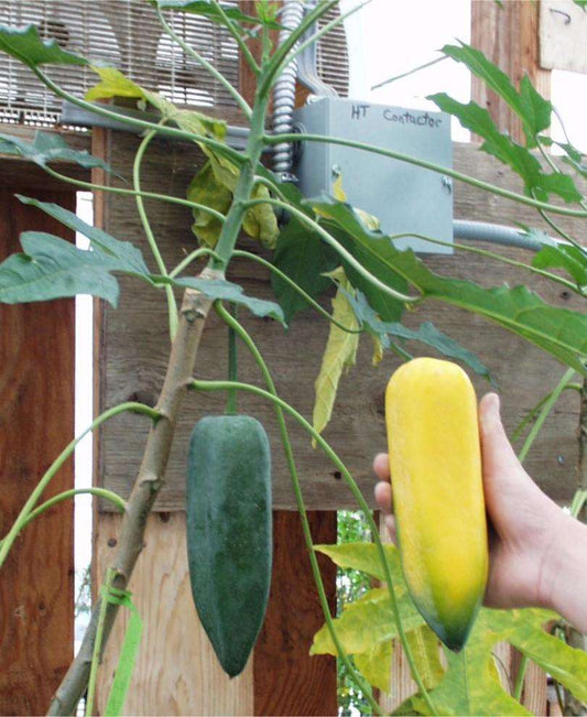  Babaco Papaya