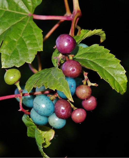  Variegated Porcelain Berry