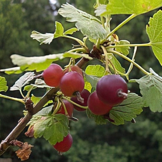  Red Jostaberry