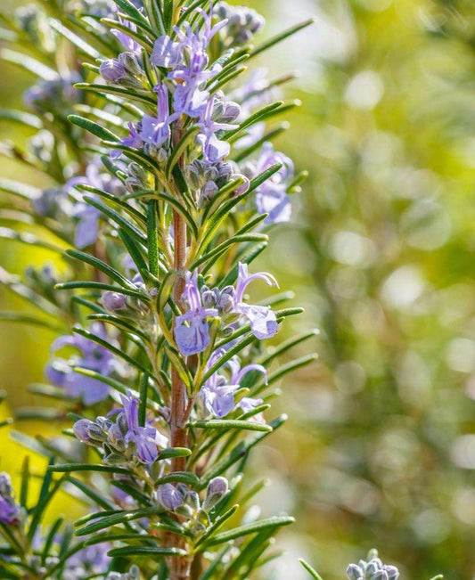  Arp Rosemary