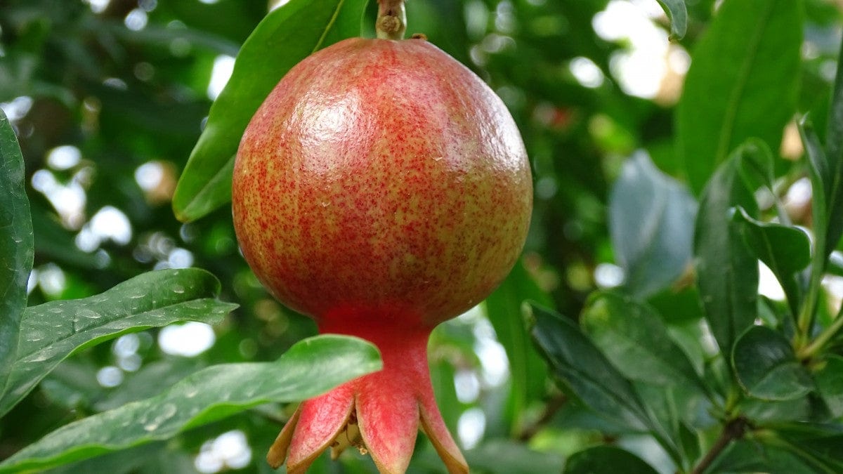  Salavatski Pomegranate