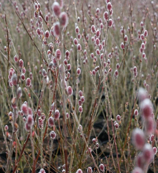  Mt. Asama Pink Willow