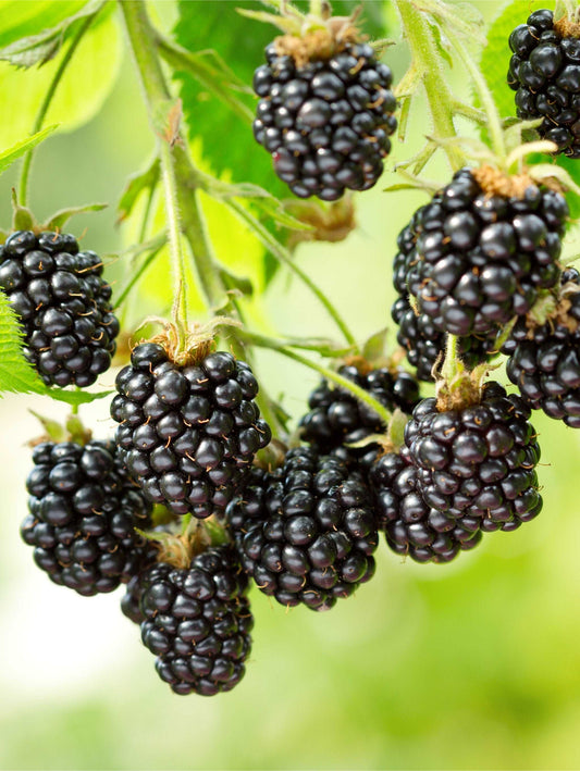  Cascade Blackberry