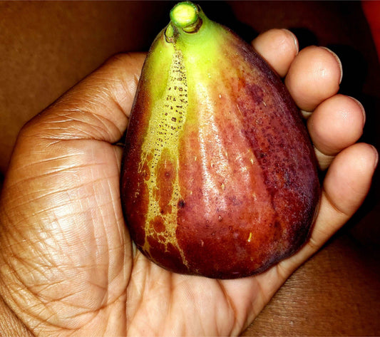  Brown Turkey Fig