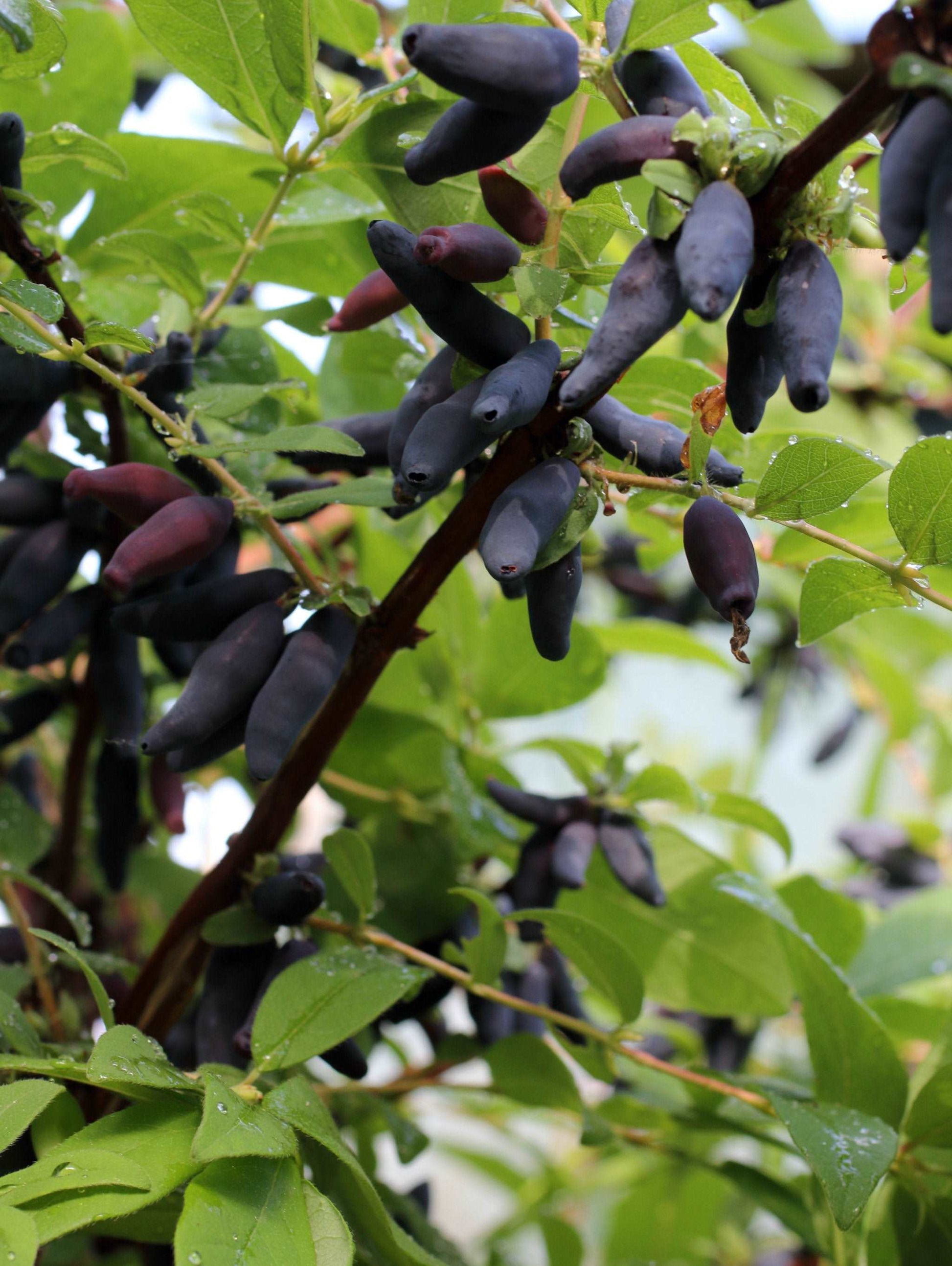  Blue Velvet Honeyberry