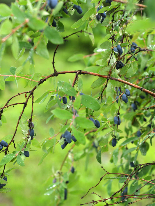  Blue Moon Honeyberry