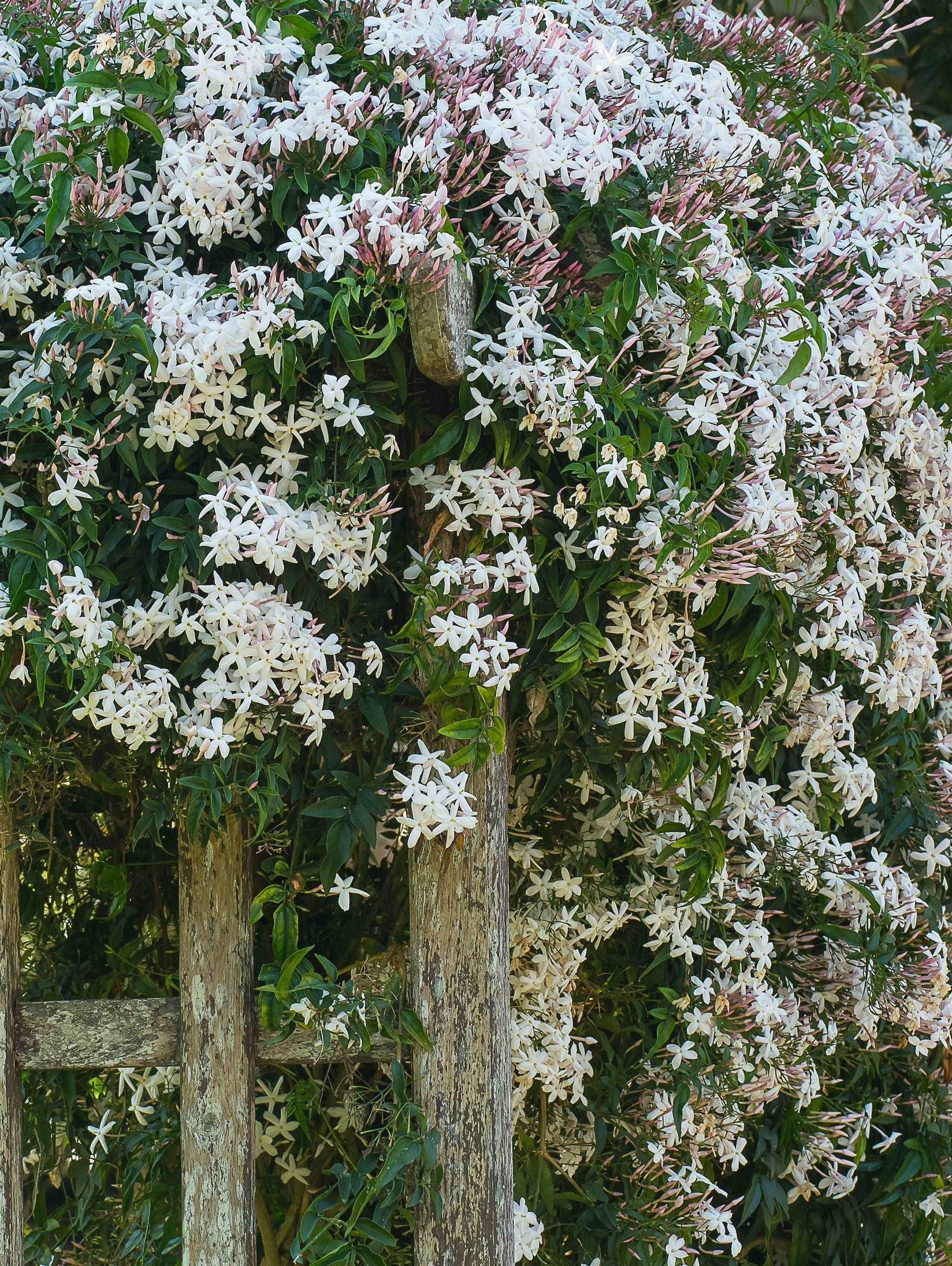  Rose Jasmine