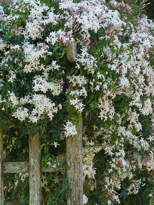  Rose Jasmine