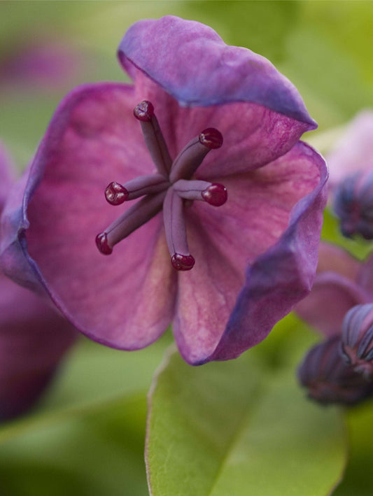  Deep Purple Akebia