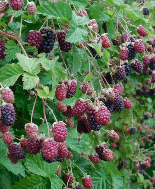  Marionberry