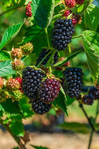  Columbia Sunrise Thornless Blackberry