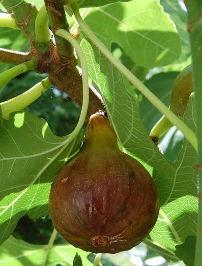  Olympian Fig