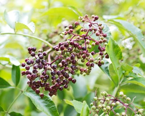  Wyldewood Elderberry