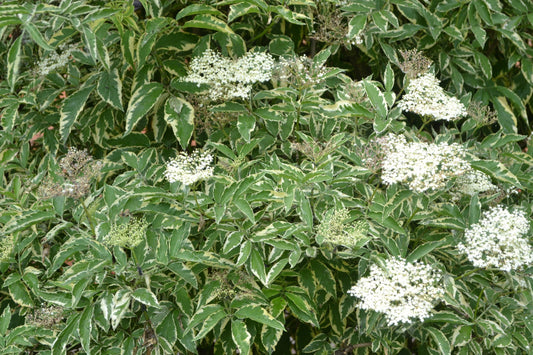  Variegated Elderberry