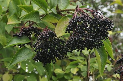  Superior Black Elderberry Bundle (Twin Pack)