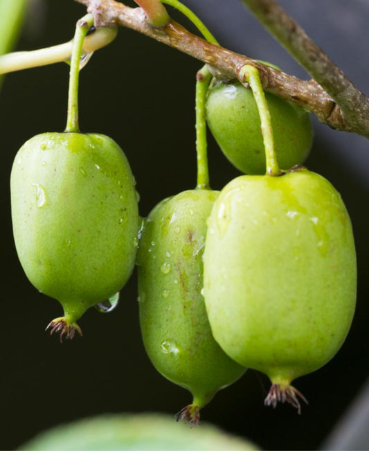  Issai Hardy Kiwi