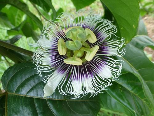  Black Knight Passiflora