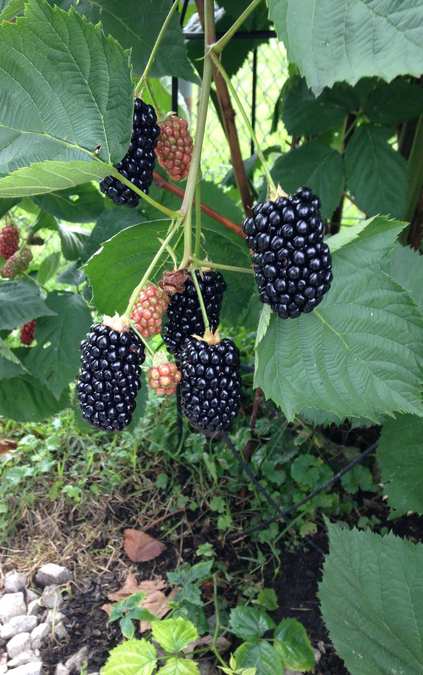  Prime Ark Freedom Thornless Blackberry