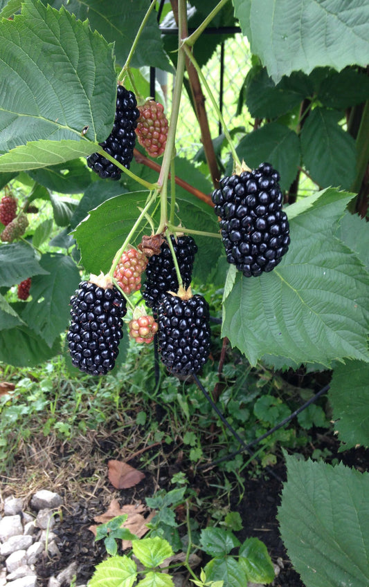  Best Of The Best Blackberry Bundle (6-Pack)