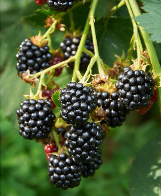  Triple Crown Thornless Blackberry